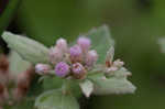 Rosy camphorweed